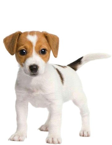 Puppy